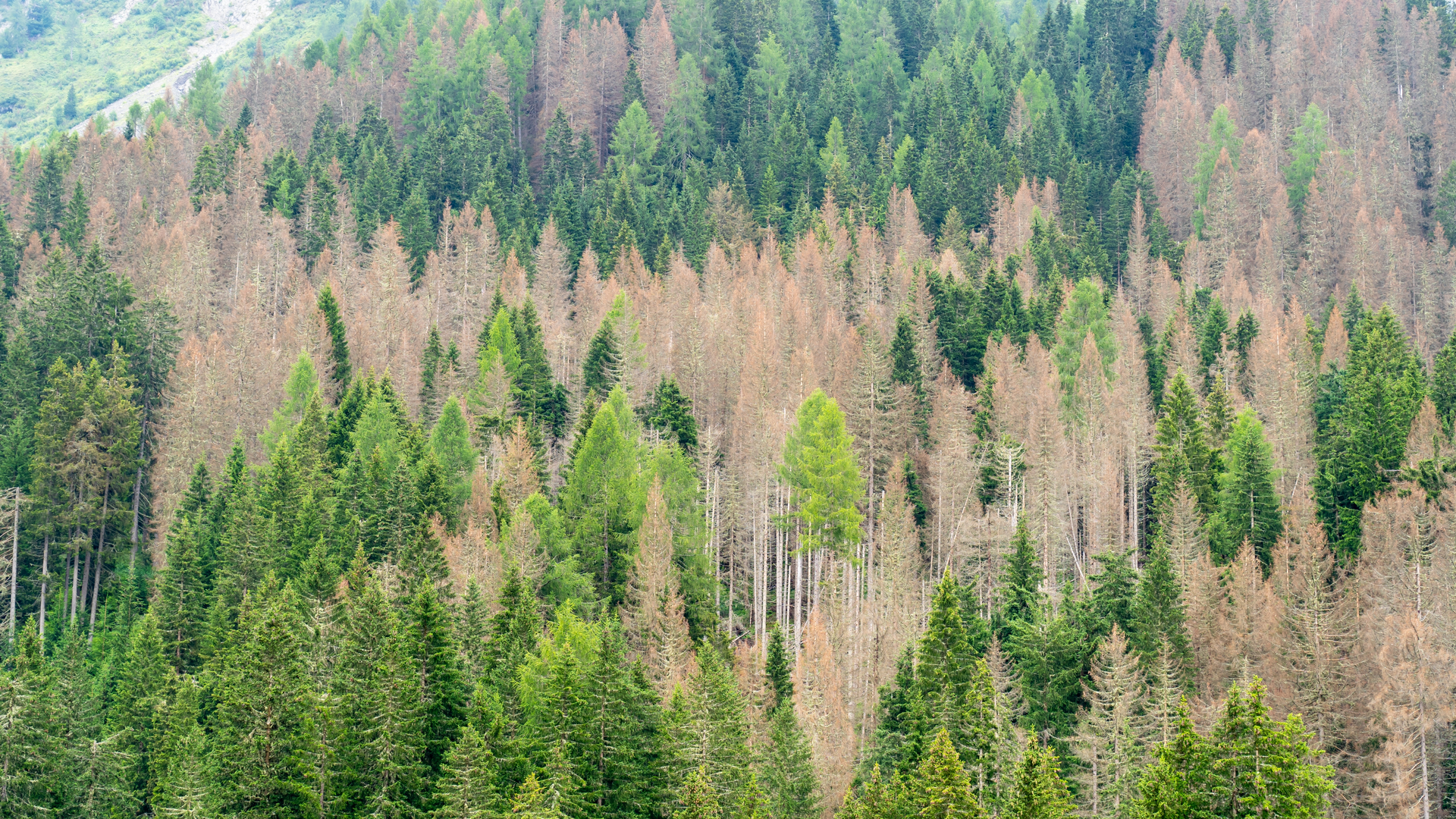 Tree damage in forest