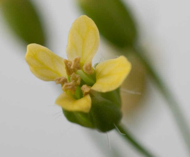 camelina in the glasshouse