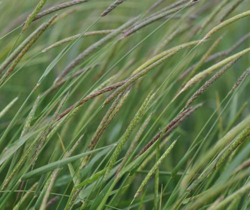 field of black grass