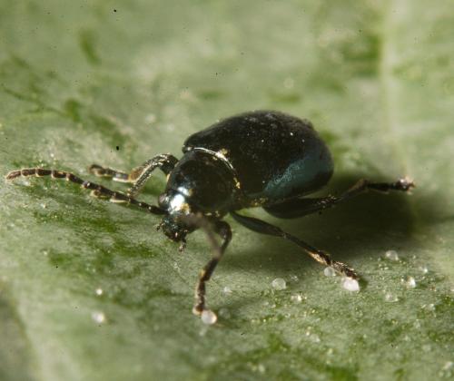 Psylliodes chrysocephala photo credit Rothamsted Research