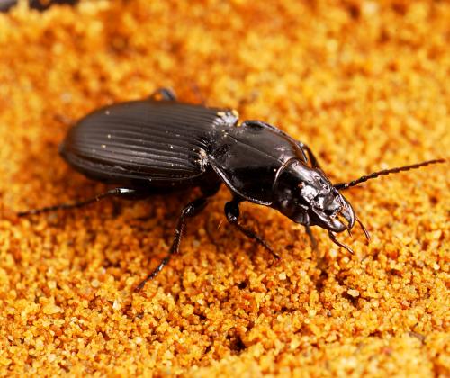 Carabid photo credit Rothamsted Research