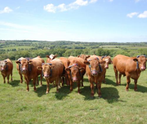 herd of brown cows in field