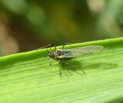 aphid on a leaf