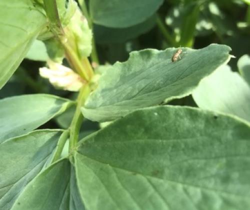 Sitona lineatus adult feeding on faba bean leaves