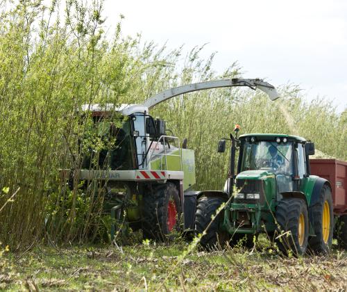 willow plant being harvested 