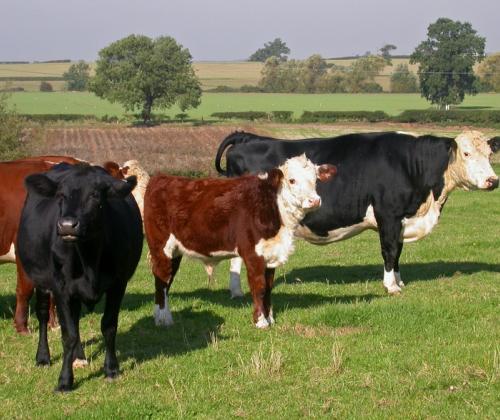 Cows in Devon field