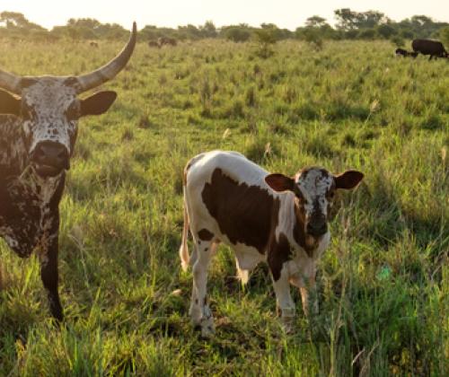 Nguni cattle Africa