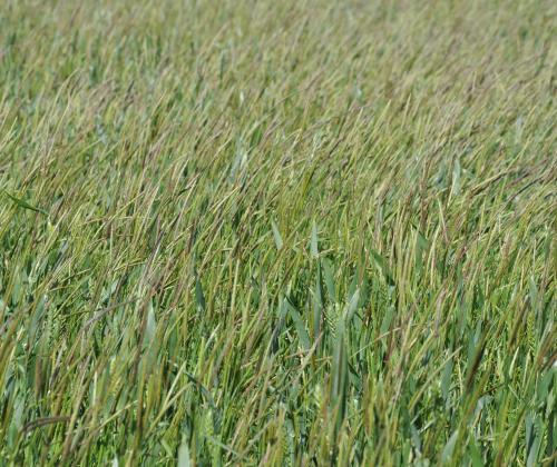 Black-grass in a wheat field