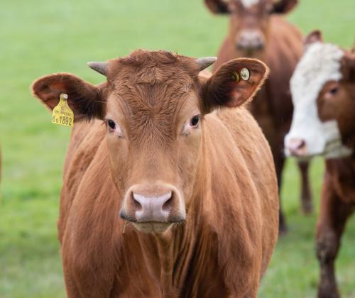 Cow at North Wyke