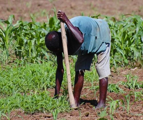 Malawian farmer in maize field 