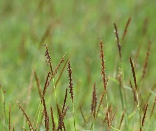 Foxtail heads