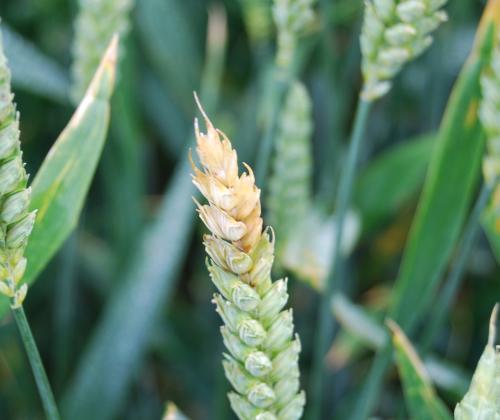 Fusarium ear blight