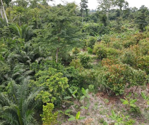 Aerial view of cocoa smallholding
