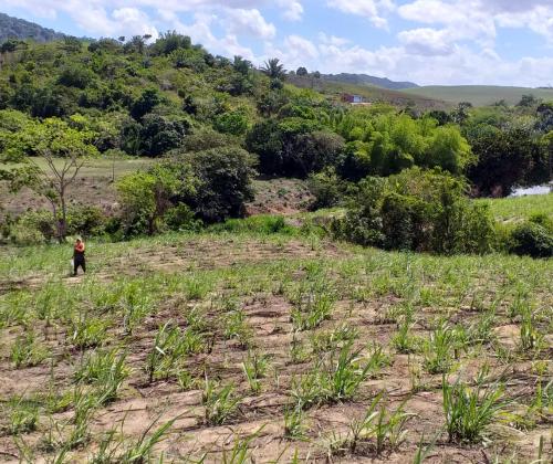 Sugar cane field, Northeastern Brazil