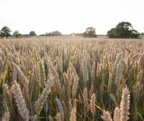 Field of wheat