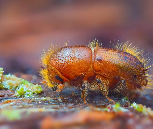 Spruce bark beetle