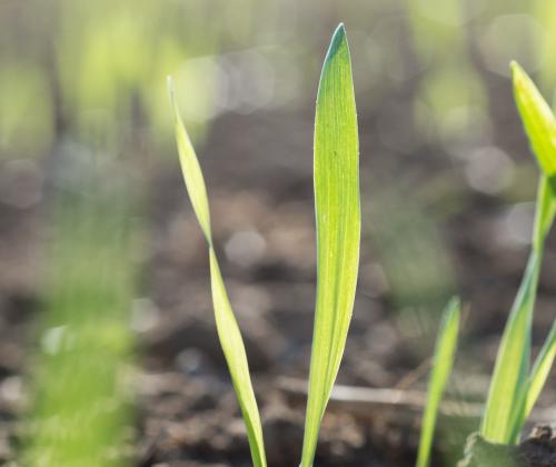 Wheat seedlings